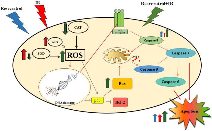 https://cdn.ncbi.nlm.nih.gov/pmc/blobs/7c2e/8431402/9d085c044808/ijms-22-09511-g010.jpg