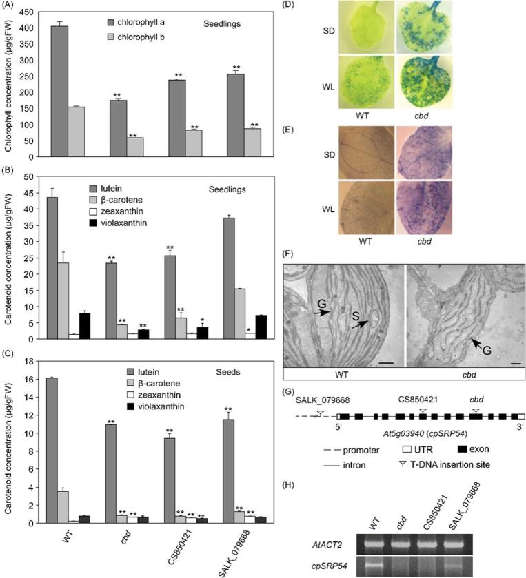 https://cdn.ncbi.nlm.nih.gov/pmc/blobs/7c31/3430994/966866204d7d/exbotj_ers179_f0002.jpg