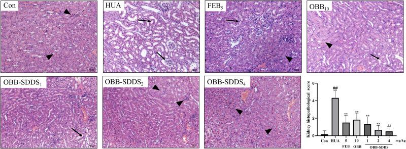 https://cdn.ncbi.nlm.nih.gov/pmc/blobs/7c32/11164094/6e67f746966a/IJN-19-5297-g0010.jpg