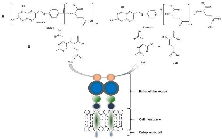 https://cdn.ncbi.nlm.nih.gov/pmc/blobs/7c3c/6154343/d987798da740/molecules-22-00523-g001.jpg