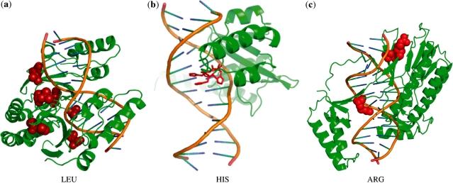 https://cdn.ncbi.nlm.nih.gov/pmc/blobs/7c3d/2879530/615036eeab3b/gkq061f4.jpg