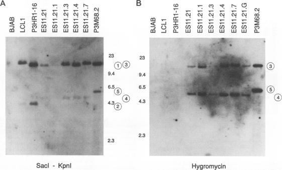 https://cdn.ncbi.nlm.nih.gov/pmc/blobs/7c3e/237899/ad7695a43e59/jvirol00029-0627-a.jpg