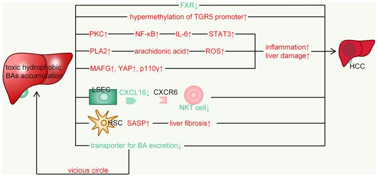 https://cdn.ncbi.nlm.nih.gov/pmc/blobs/7c40/9450808/696182b1929c/IJO-61-4-05407-g04.jpg