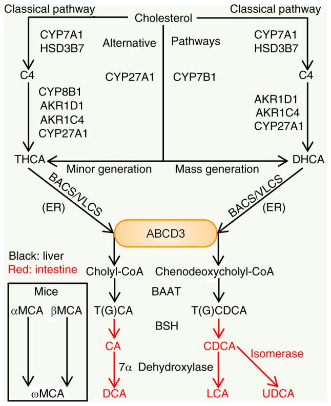 https://cdn.ncbi.nlm.nih.gov/pmc/blobs/7c40/9450808/b73db62fbb57/IJO-61-4-05407-g01.jpg