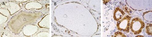 https://cdn.ncbi.nlm.nih.gov/pmc/blobs/7c43/4387265/c033ddef90a0/AHC14041f02.jpg