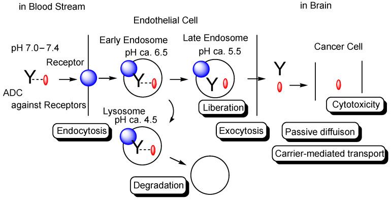https://cdn.ncbi.nlm.nih.gov/pmc/blobs/7c46/9313144/6d9dc9525db9/biomedicines-10-01597-g001.jpg