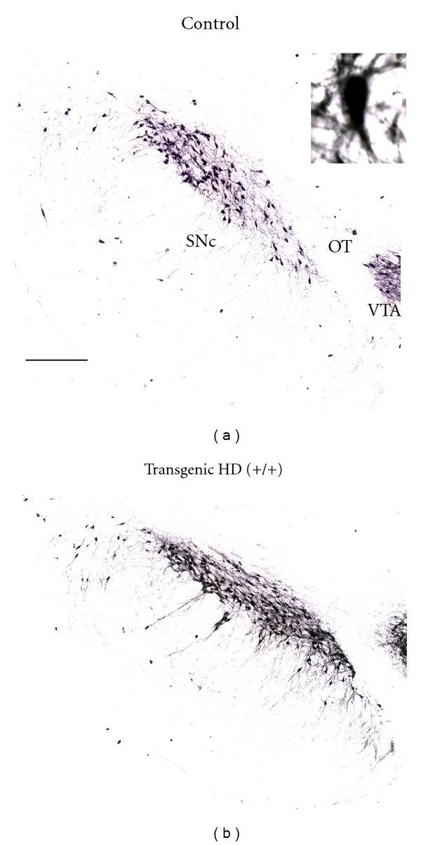 https://cdn.ncbi.nlm.nih.gov/pmc/blobs/7c4b/3407652/cfcc27bed640/NP2012-682712.003.jpg