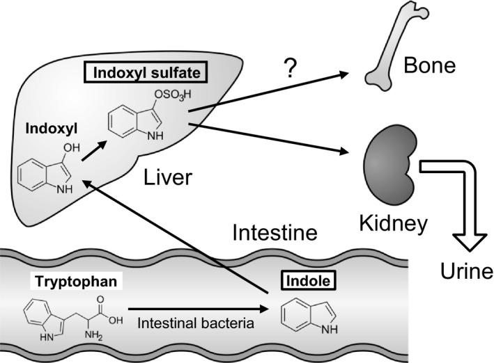 https://cdn.ncbi.nlm.nih.gov/pmc/blobs/7c4f/5536993/c14c9b03489c/FEB4-7-1178-g001.jpg