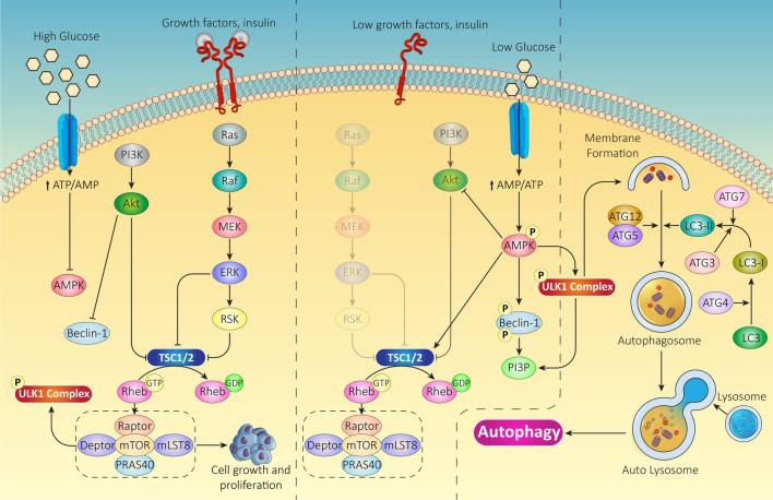 https://cdn.ncbi.nlm.nih.gov/pmc/blobs/7c51/11072590/1c2de37cdc4d/18_2024_5199_Fig1_HTML.jpg