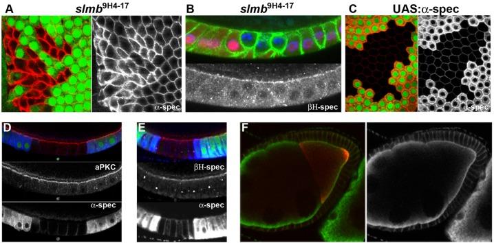 https://cdn.ncbi.nlm.nih.gov/pmc/blobs/7c55/4197659/3712ef0d1b8c/develop-141-109827-g5.jpg