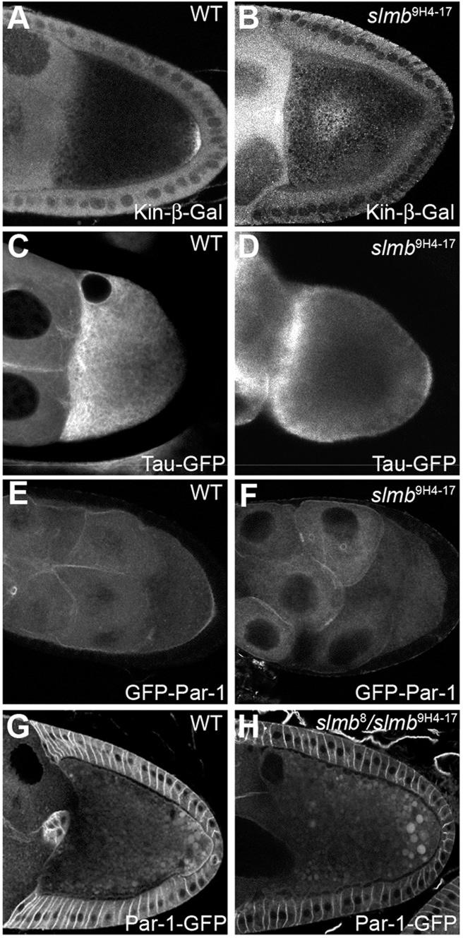 https://cdn.ncbi.nlm.nih.gov/pmc/blobs/7c55/4197659/7283d10ce600/develop-141-109827-g3.jpg