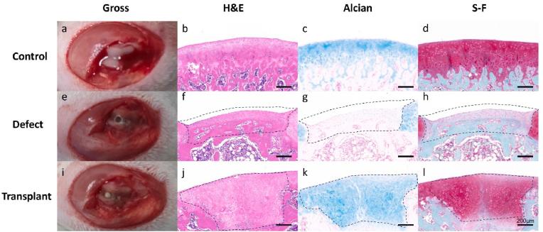https://cdn.ncbi.nlm.nih.gov/pmc/blobs/7c57/12138948/6d7290f915da/gr3.jpg