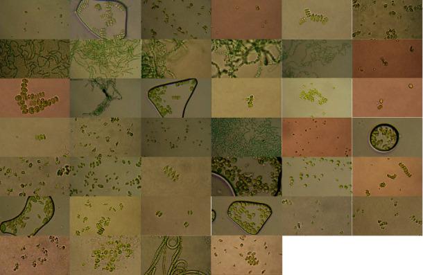 https://cdn.ncbi.nlm.nih.gov/pmc/blobs/7c58/9391159/6f46ce0c023c/IJMICRO2022-4386268.002.jpg