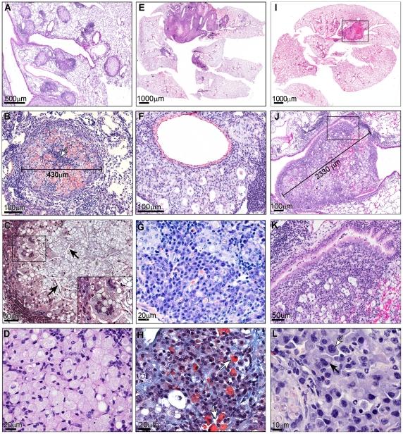 https://cdn.ncbi.nlm.nih.gov/pmc/blobs/7c5d/3134433/6d094cb13feb/pntd.0001232.g002.jpg