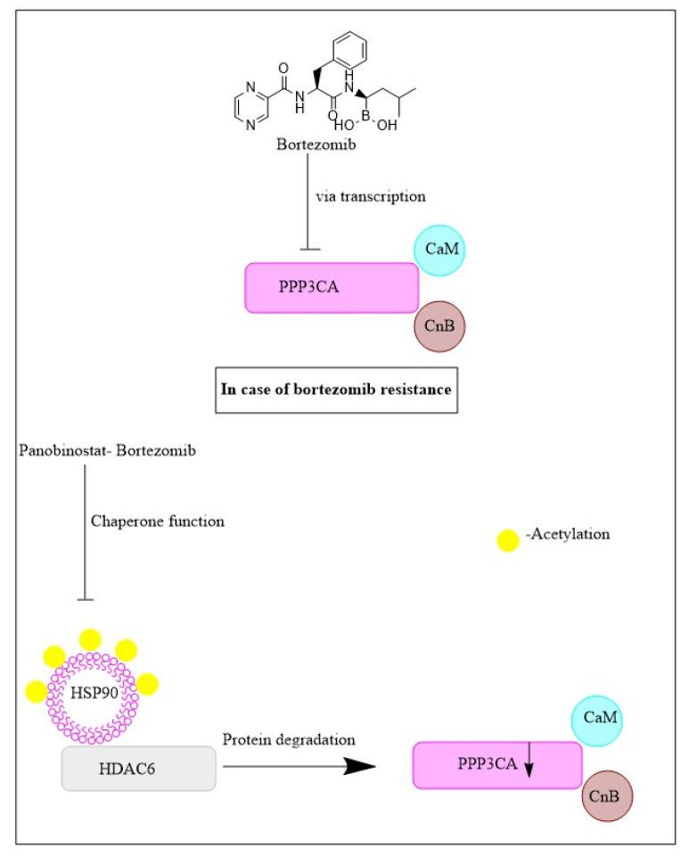https://cdn.ncbi.nlm.nih.gov/pmc/blobs/7c61/10216849/2a01094577bc/cancers-15-02808-g005.jpg