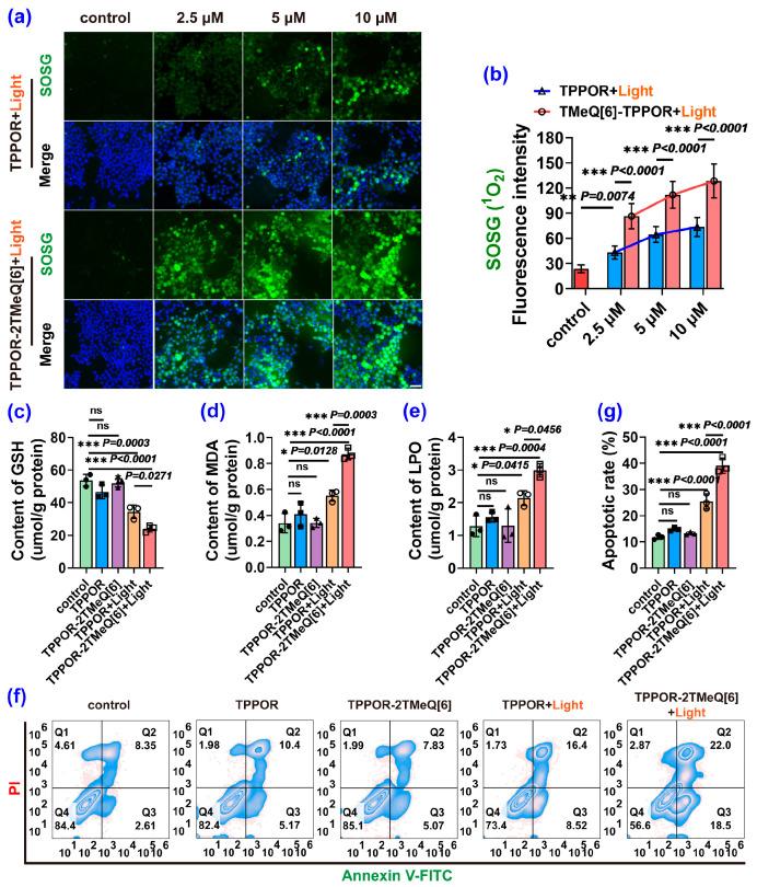 https://cdn.ncbi.nlm.nih.gov/pmc/blobs/7c61/11641528/373c6a56552d/ijms-25-13037-g007.jpg