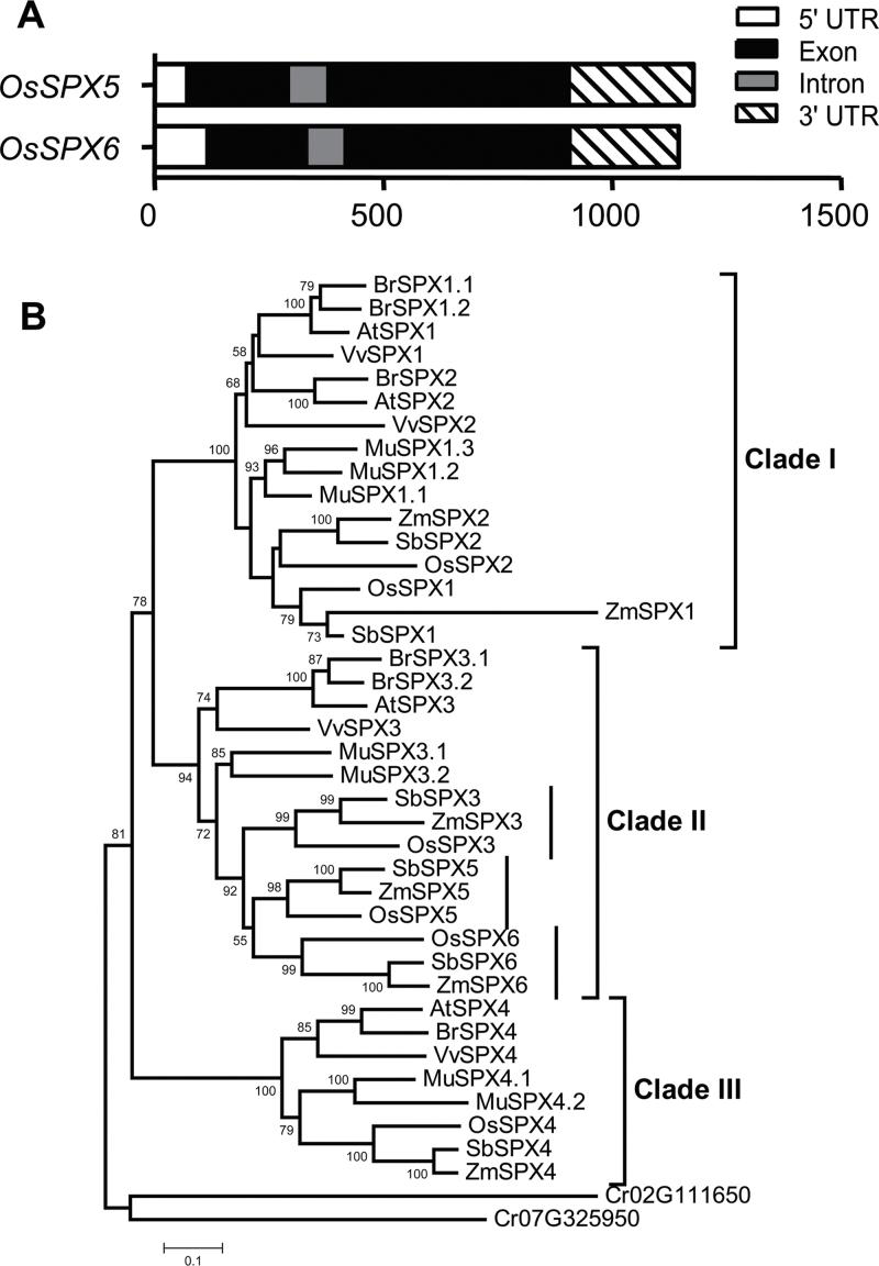 https://cdn.ncbi.nlm.nih.gov/pmc/blobs/7c61/3924727/e06e52049e5f/exbotj_ert424_f0001.jpg