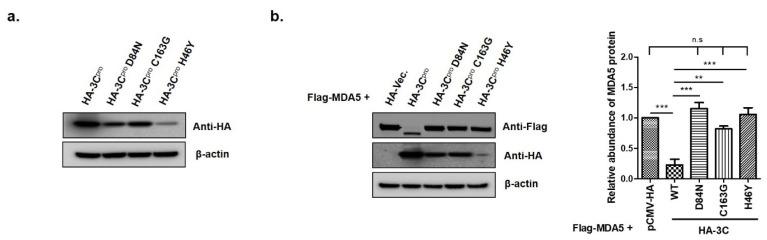 https://cdn.ncbi.nlm.nih.gov/pmc/blobs/7c61/7912020/24418244d654/cells-10-00271-g005.jpg