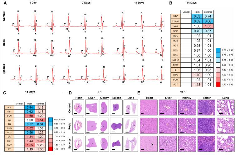 https://cdn.ncbi.nlm.nih.gov/pmc/blobs/7c63/11348988/607685fef172/IJN-19-8661-g0006.jpg