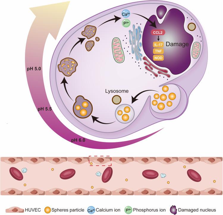 https://cdn.ncbi.nlm.nih.gov/pmc/blobs/7c63/11348988/620aad125867/IJN-19-8661-g0007.jpg