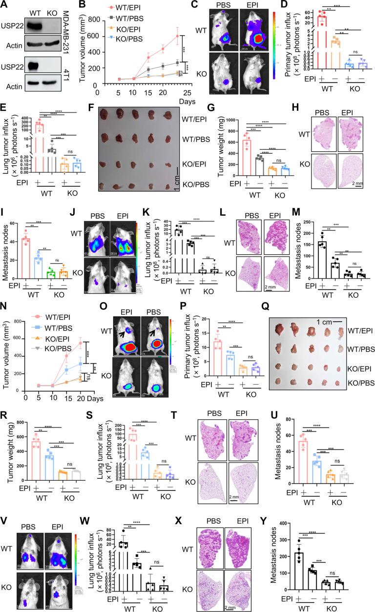 https://cdn.ncbi.nlm.nih.gov/pmc/blobs/7c64/11328899/dd530b2ed805/sciadv.ado1533-f2.jpg