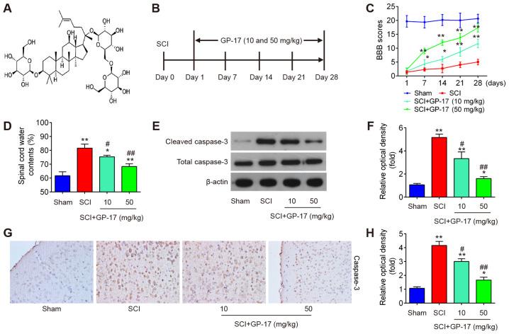https://cdn.ncbi.nlm.nih.gov/pmc/blobs/7c69/8208621/d3bef66c27fe/IJMM-48-02-04979-g00.jpg