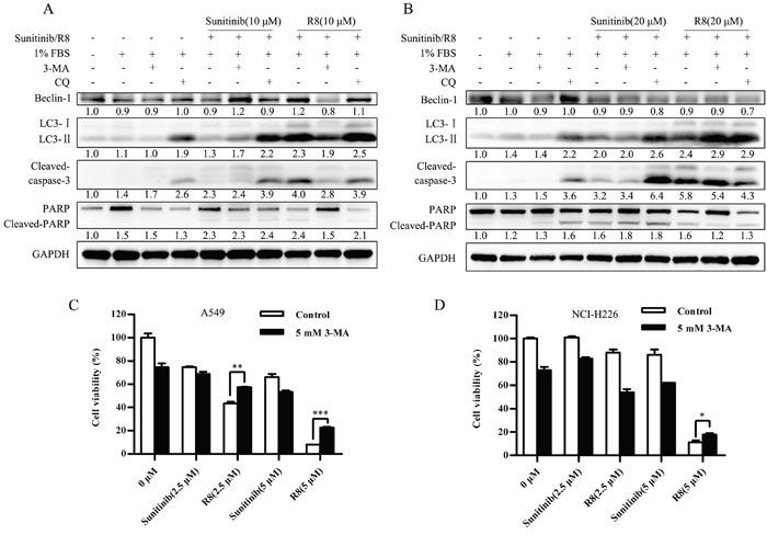 https://cdn.ncbi.nlm.nih.gov/pmc/blobs/7c6a/5675627/395fba1d8fcb/oncotarget-08-87209-g006.jpg