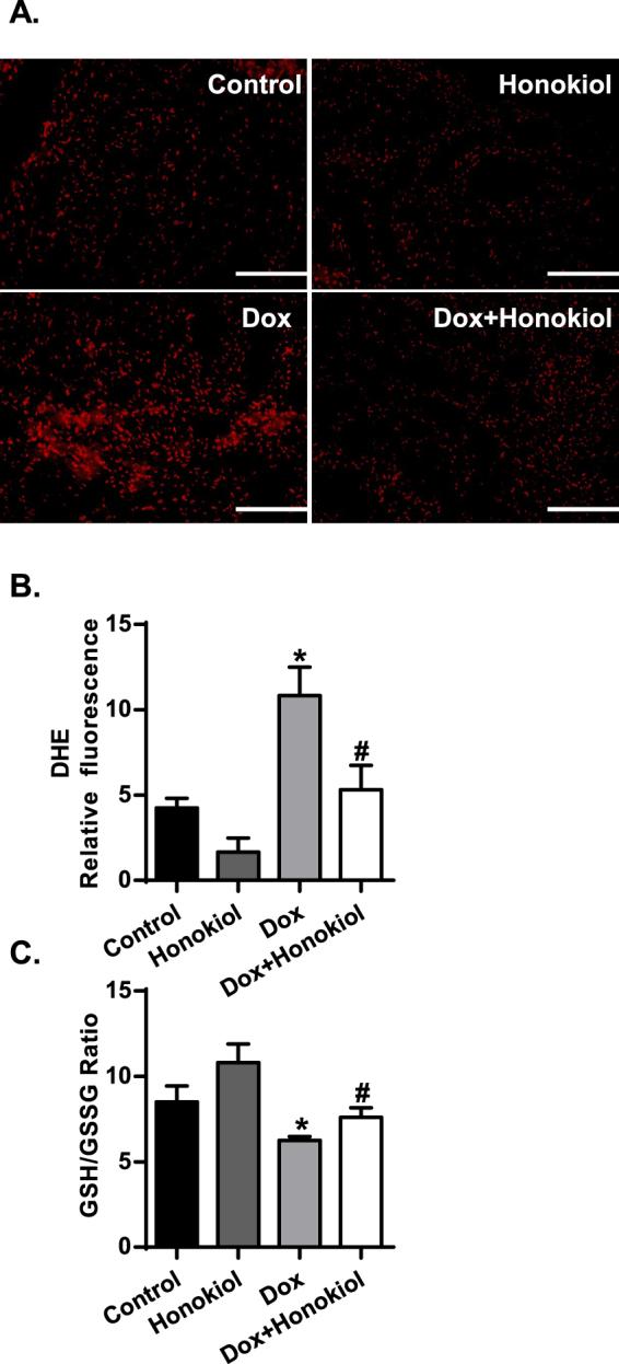 https://cdn.ncbi.nlm.nih.gov/pmc/blobs/7c6e/5607346/7add3a7fe2cb/41598_2017_12095_Fig4_HTML.jpg