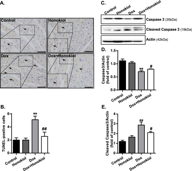 https://cdn.ncbi.nlm.nih.gov/pmc/blobs/7c6e/5607346/a73bf62fc06d/41598_2017_12095_Fig8_HTML.jpg