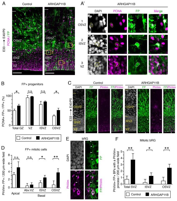 https://cdn.ncbi.nlm.nih.gov/pmc/blobs/7c72/6303107/2b38d18da730/elife-41241-fig1.jpg