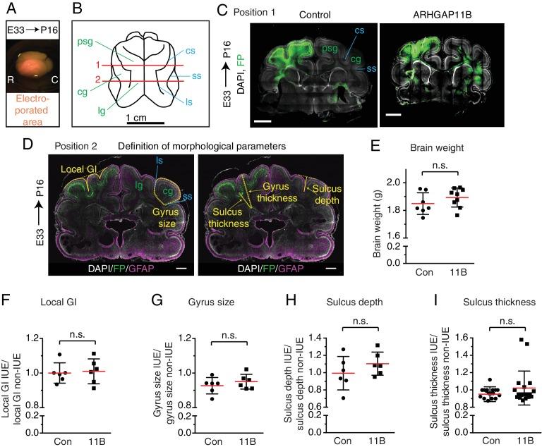 https://cdn.ncbi.nlm.nih.gov/pmc/blobs/7c72/6303107/61e3d1bcc4b9/elife-41241-fig4-figsupp3.jpg