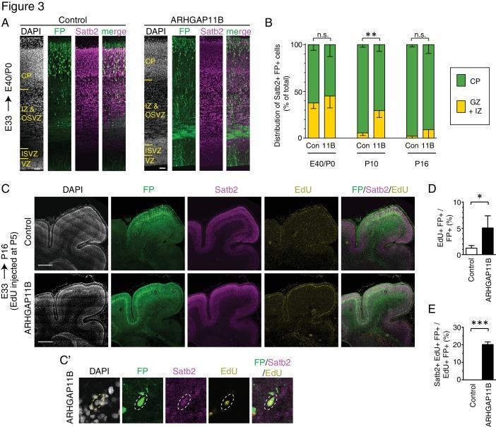 https://cdn.ncbi.nlm.nih.gov/pmc/blobs/7c72/6303107/8171c39e38a5/elife-41241-fig3.jpg