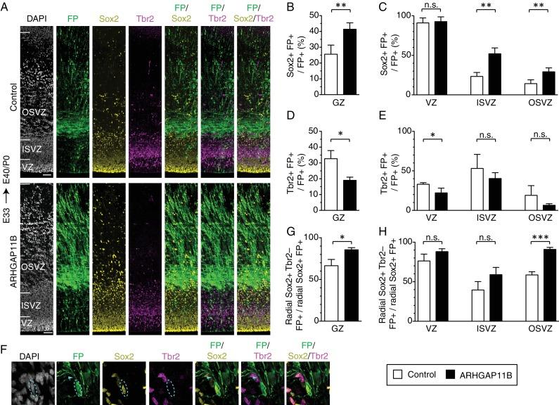 https://cdn.ncbi.nlm.nih.gov/pmc/blobs/7c72/6303107/8672208d18e6/elife-41241-fig2.jpg