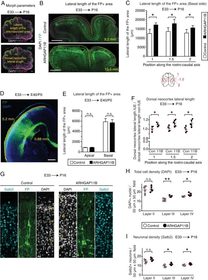 https://cdn.ncbi.nlm.nih.gov/pmc/blobs/7c72/6303107/9fde2899e916/elife-41241-fig4-figsupp5.jpg