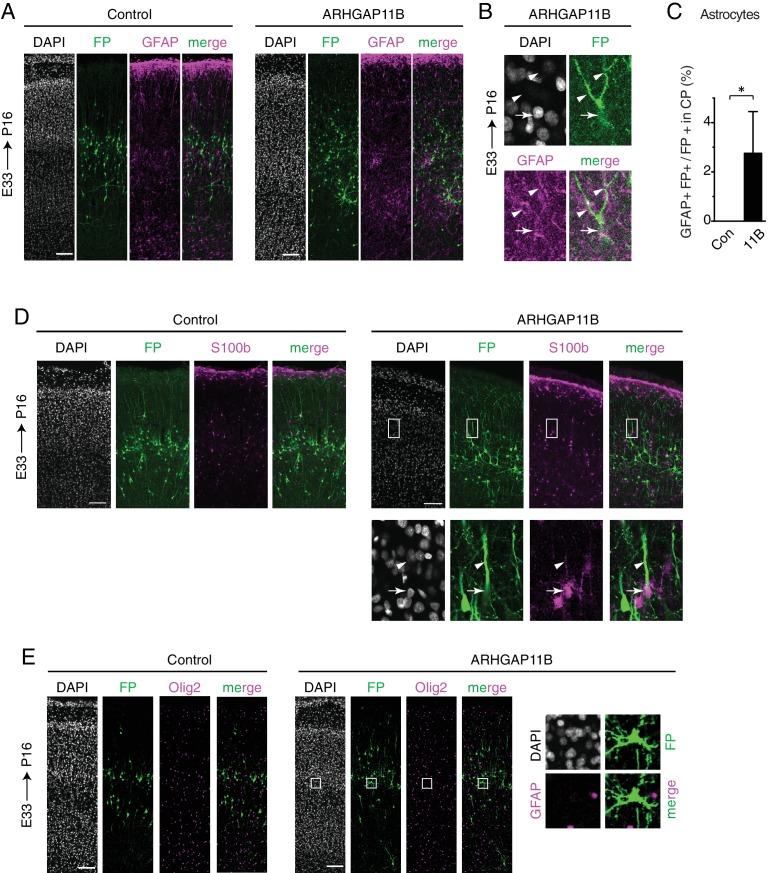 https://cdn.ncbi.nlm.nih.gov/pmc/blobs/7c72/6303107/a697e5f3d38a/elife-41241-fig4-figsupp6.jpg