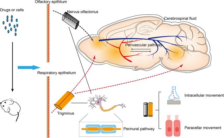 https://cdn.ncbi.nlm.nih.gov/pmc/blobs/7c72/7992869/fff1106c50de/13287_2021_2274_Fig1_HTML.jpg