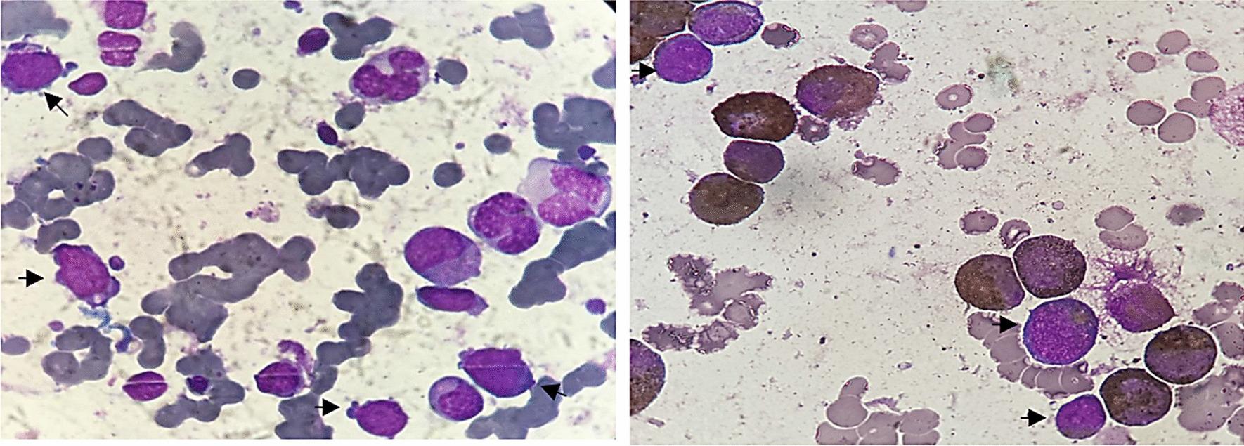 https://cdn.ncbi.nlm.nih.gov/pmc/blobs/7c74/8390231/7b780513c9c6/13256_2021_2969_Fig2_HTML.jpg