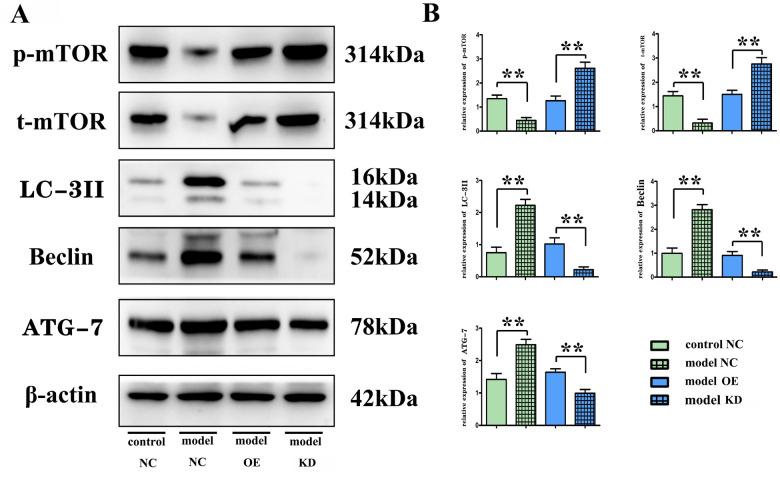 https://cdn.ncbi.nlm.nih.gov/pmc/blobs/7c75/10497003/d81df9ab8d12/aging-15-204971-g004.jpg