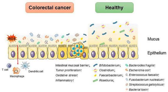 https://cdn.ncbi.nlm.nih.gov/pmc/blobs/7c75/10914944/3a9ae75d827f/fmicb-15-1360225-g001.jpg