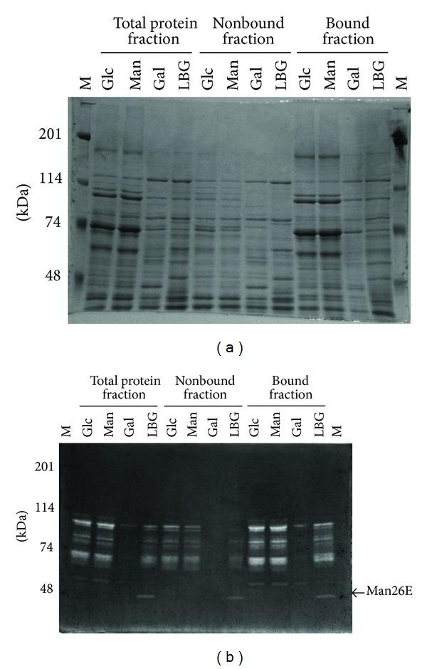 https://cdn.ncbi.nlm.nih.gov/pmc/blobs/7c77/3985142/97e5ddb92f13/BMRI2014-438787.005.jpg