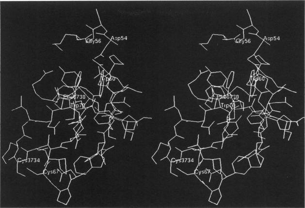 https://cdn.ncbi.nlm.nih.gov/pmc/blobs/7c7a/1262381/3ad252102099/biophysj00090-0126-a.jpg