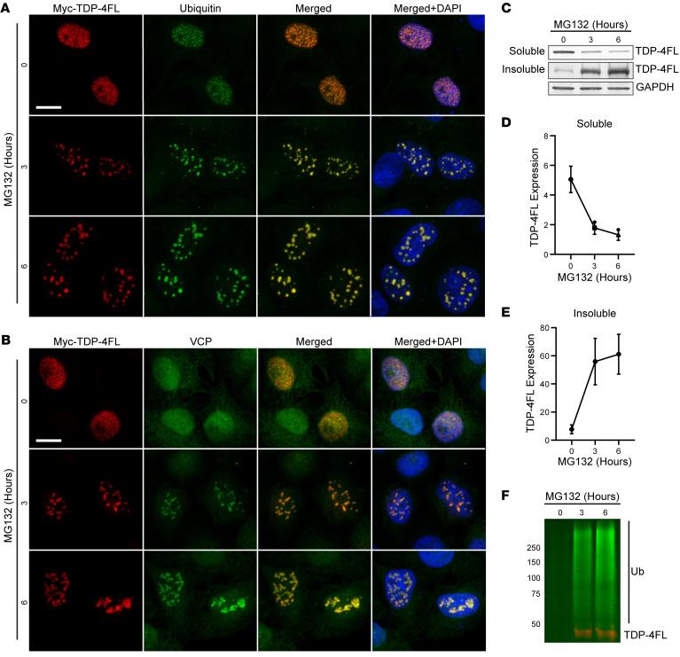 https://cdn.ncbi.nlm.nih.gov/pmc/blobs/7c7d/11257039/5d64d022b68e/jci-134-169039-g002.jpg