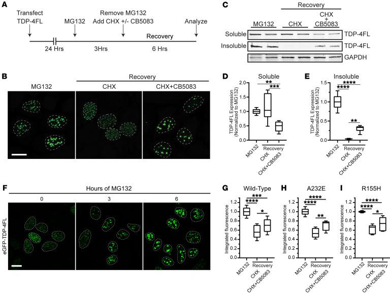 https://cdn.ncbi.nlm.nih.gov/pmc/blobs/7c7d/11257039/bef2cda1aa86/jci-134-169039-g004.jpg