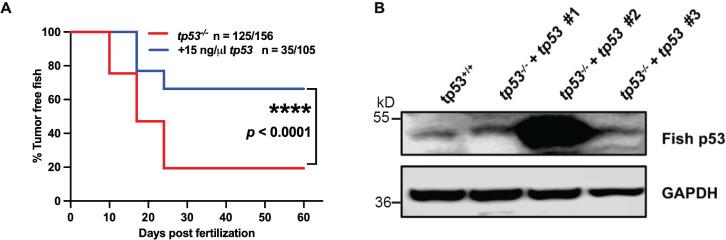 https://cdn.ncbi.nlm.nih.gov/pmc/blobs/7c81/10322150/156902a6e61c/elife-68221-fig3-figsupp4.jpg