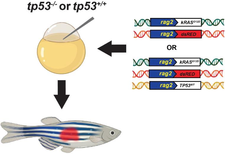 https://cdn.ncbi.nlm.nih.gov/pmc/blobs/7c81/10322150/485b8db3c0e1/elife-68221-fig3-figsupp3.jpg