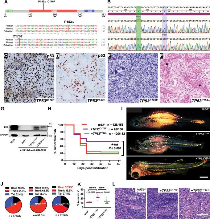 https://cdn.ncbi.nlm.nih.gov/pmc/blobs/7c81/10322150/546fa045afd7/elife-68221-fig4.jpg