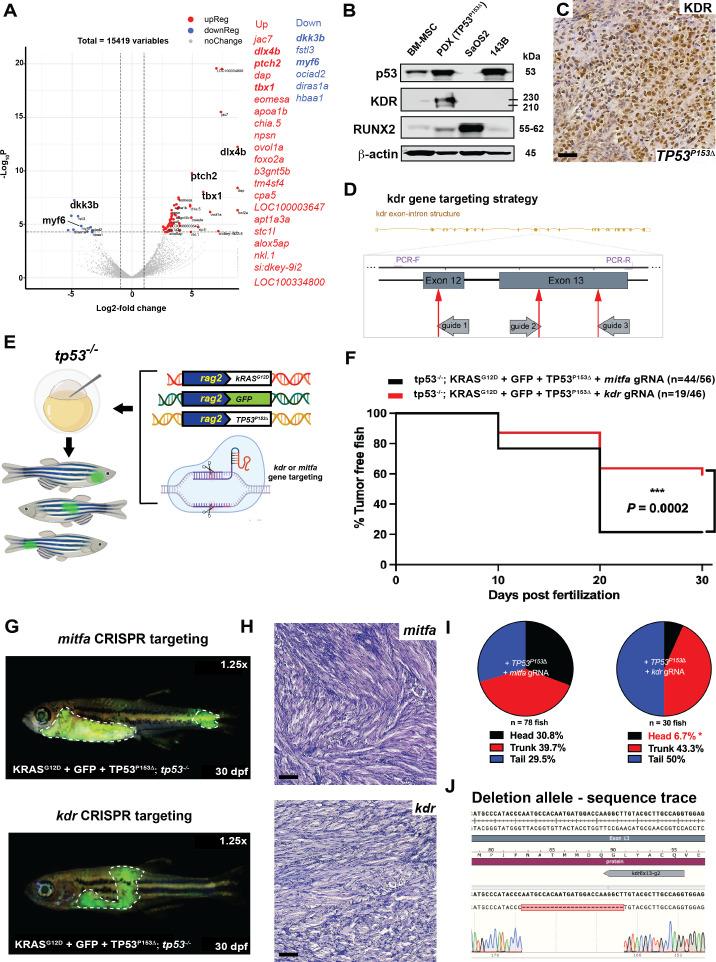 https://cdn.ncbi.nlm.nih.gov/pmc/blobs/7c81/10322150/5b7dd7d4cad0/elife-68221-fig7.jpg