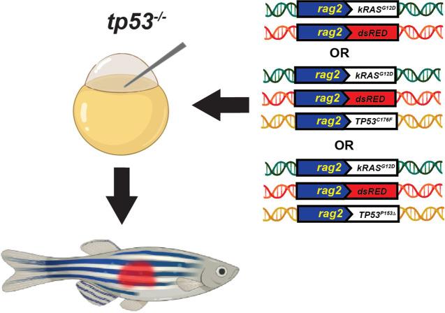 https://cdn.ncbi.nlm.nih.gov/pmc/blobs/7c81/10322150/6feb60a7c6a6/elife-68221-fig5-figsupp2.jpg