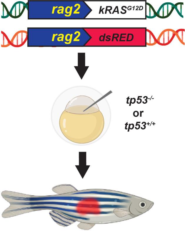https://cdn.ncbi.nlm.nih.gov/pmc/blobs/7c81/10322150/73a0849e0650/elife-68221-fig1-figsupp1.jpg