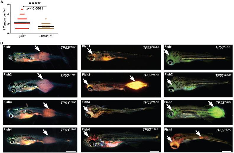 https://cdn.ncbi.nlm.nih.gov/pmc/blobs/7c81/10322150/7d313cce7ea1/elife-68221-fig6-figsupp2.jpg